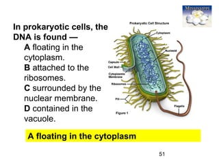 51
In prokaryotic cells, the
DNA is found —
A floating in the
cytoplasm.
B attached to the
ribosomes.
C surrounded by the
nuclear membrane.
D contained in the
vacuole.
A floating in the cytoplasm
 