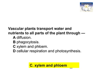 53
Vascular plants transport water and
nutrients to all parts of the plant through —
A diffusion.
B phagocytosis.
C xylem and phloem.
D cellular respiration and photosynthesis.
C. xylem and phloem
 