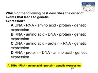 57
Which of the following best describes the order of
events that leads to genetic
expression?
A DNA - RNA - amino acid - protein - genetic
expression
B RNA - amino acid - DNA - protein - genetic
expression
C DNA - amino acid - protein - RNA - genetic
expression
D RNA - protein – DNA - amino acid - genetic
expression
A. DNA - RNA - amino acid - protein - genetic expression
 