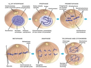 58
What phase of
mitosis is
represented by the
diagram?
A Metaphase
B Prophase
C Telophase
D Interphase
A. Metaphase
 