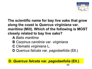 65
The scientific name for bay live oaks that grow
along the coast is Quercus virginiana var.
maritima (Mill). Which of the following is MOST
closely related to bay live oaks?
A Batis maritima
B Carpinus carolinia var. virginiana
C Clematis virginiana L.
D Quercus falcata var. pagodaefolia (Ell.)
D. Quercus falcata var. pagodaefolia (Ell.)
 