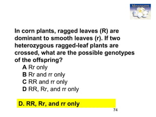 74
In corn plants, ragged leaves (R) are
dominant to smooth leaves (r). If two
heterozygous ragged-leaf plants are
crossed, what are the possible genotypes
of the offspring?
A Rr only
B Rr and rr only
C RR and rr only
D RR, Rr, and rr only
D. RR, Rr, and rr only
 