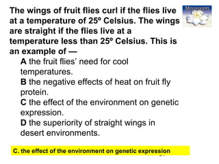 81
The wings of fruit flies curl if the flies live
at a temperature of 25º Celsius. The wings
are straight if the flies live at a
temperature less than 25º Celsius. This is
an example of —
A the fruit flies’ need for cool
temperatures.
B the negative effects of heat on fruit fly
protein.
C the effect of the environment on genetic
expression.
D the superiority of straight wings in
desert environments.
C. the effect of the environment on genetic expression
 