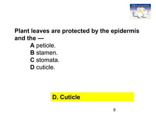 9
Plant leaves are protected by the epidermis
and the —
A petiole.
B stamen.
C stomata.
D cuticle.
D. Cuticle
 