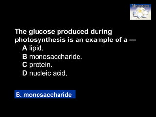 12
The glucose produced during
photosynthesis is an example of a —
A lipid.
B monosaccharide.
C protein.
D nucleic acid.
B. monosaccharide
 