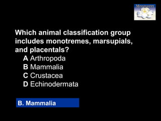 15
Which animal classification group
includes monotremes, marsupials,
and placentals?
A Arthropoda
B Mammalia
C Crustacea
D Echinodermata
B. Mammalia
 