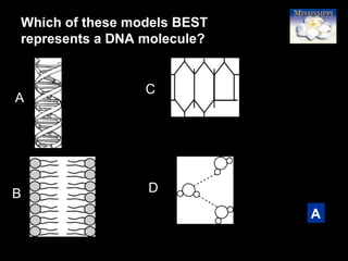 22
Which of these models BEST
represents a DNA molecule?
A
A
B
C
D
 