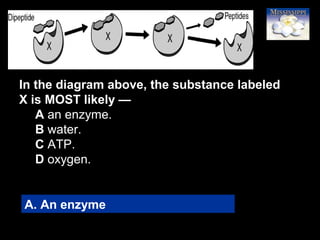 24
In the diagram above, the substance labeled
X is MOST likely —
A an enzyme.
B water.
C ATP.
D oxygen.
A. An enzyme
 