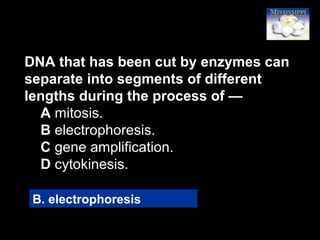 28
DNA that has been cut by enzymes can
separate into segments of different
lengths during the process of —
A mitosis.
B electrophoresis.
C gene amplification.
D cytokinesis.
B. electrophoresis
 