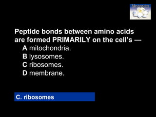 30
Peptide bonds between amino acids
are formed PRIMARILY on the cell’s —
A mitochondria.
B lysosomes.
C ribosomes.
D membrane.
C. ribosomes
 