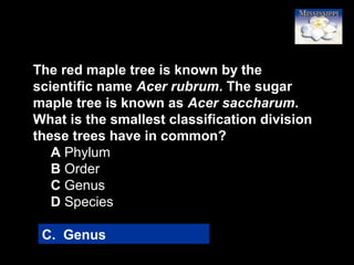 50
The red maple tree is known by the
scientific name Acer rubrum. The sugar
maple tree is known as Acer saccharum.
What is the smallest classification division
these trees have in common?
A Phylum
B Order
C Genus
D Species
C. Genus
 