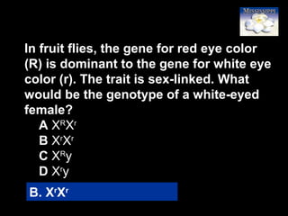 54
In fruit flies, the gene for red eye color
(R) is dominant to the gene for white eye
color (r). The trait is sex-linked. What
would be the genotype of a white-eyed
female?
A XR
Xr
B Xr
Xr
C XR
y
D Xr
y
B. Xr
Xr
 