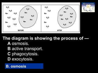 55
The diagram is showing the process of —
A osmosis.
B active transport.
C phagocytosis.
D exocytosis.
B. osmosis
 