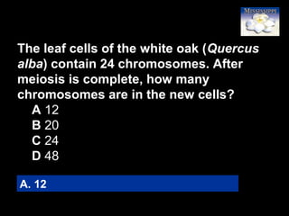 58
The leaf cells of the white oak (Quercus
alba) contain 24 chromosomes. After
meiosis is complete, how many
chromosomes are in the new cells?
A 12
B 20
C 24
D 48
A. 12
 