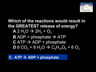 6
Which of the reactions would result in
the GREATEST release of energy?
A 2 H2O  2H2 + O2
B ADP + phosphate  ATP
C ATP  ADP + phosphate
D 6 CO2 + 6 H2O  C6H12O6 + 6 O2
C. ATP  ADP + phosphate
 