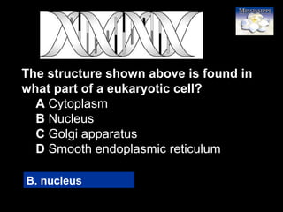 61
The structure shown above is found in
what part of a eukaryotic cell?
A Cytoplasm
B Nucleus
C Golgi apparatus
D Smooth endoplasmic reticulum
B. nucleus
 