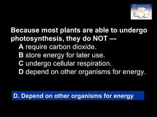 64
Because most plants are able to undergo
photosynthesis, they do NOT —
A require carbon dioxide.
B store energy for later use.
C undergo cellular respiration.
D depend on other organisms for energy.
D. Depend on other organisms for energy
 