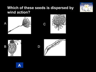 65
Which of these seeds is dispersed by
wind action?
A
A
B
C
D
 