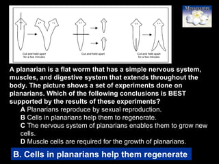 68
A planarian is a flat worm that has a simple nervous system,
muscles, and digestive system that extends throughout the
body. The picture shows a set of experiments done on
planarians. Which of the following conclusions is BEST
supported by the results of these experiments?
A Planarians reproduce by sexual reproduction.
B Cells in planarians help them to regenerate.
C The nervous system of planarians enables them to grow new
cells.
D Muscle cells are required for the growth of planarians.
B. Cells in planarians help them regenerate
 