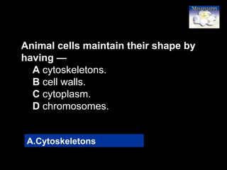 7
Animal cells maintain their shape by
having —
A cytoskeletons.
B cell walls.
C cytoplasm.
D chromosomes.
A.Cytoskeletons
 