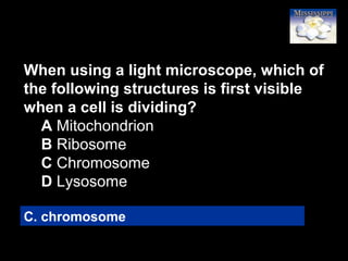 77
When using a light microscope, which of
the following structures is first visible
when a cell is dividing?
A Mitochondrion
B Ribosome
C Chromosome
D Lysosome
C. chromosome
 