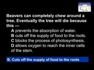 80
Beavers can completely chew around a
tree. Eventually the tree will die because
this —
A prevents the absorption of water.
B cuts off the supply of food to the roots.
C blocks the process of photosynthesis.
D allows oxygen to reach the inner cells
of the stem.
B. Cuts off the supply of food to the roots
 