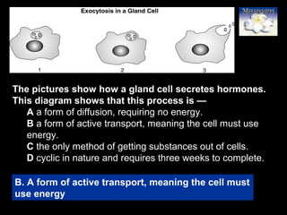 83
The pictures show how a gland cell secretes hormones.
This diagram shows that this process is —
A a form of diffusion, requiring no energy.
B a form of active transport, meaning the cell must use
energy.
C the only method of getting substances out of cells.
D cyclic in nature and requires three weeks to complete.
B. A form of active transport, meaning the cell must
use energy
 