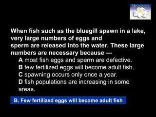 86
When fish such as the bluegill spawn in a lake,
very large numbers of eggs and
sperm are released into the water. These large
numbers are necessary because —
A most fish eggs and sperm are defective.
B few fertilized eggs will become adult fish.
C spawning occurs only once a year.
D fish populations are increasing in some
areas.
B. Few fertilized eggs will become adult fish
 