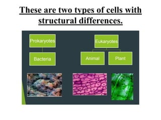 These are two types of cells with
structural differences.
 