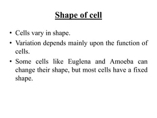 Biology theory 2 | PPTX