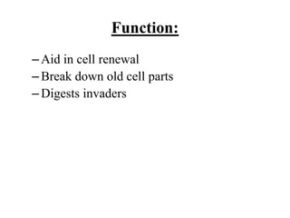 Function:
– Aid in cell renewal
– Break down old cell parts
– Digests invaders
 