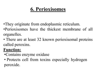 6. Perioxisomes
•They originate from endoplasmic reticulum.
•Perioxisomes have the thickest membrane of all
organelles.
• There are at least 32 known perioxisomal proteins
called peroxins.
Function:
•Contains enzyme oxidase
• Protects cell from toxins especially hydrogen
peroxide.
 