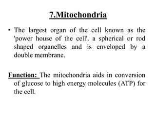 7.Mitochondria
• The largest organ of the cell known as the
'power house of the cell'. a spherical or rod
shaped organelles and is enveloped by a
double membrane.
Function: The mitochondria aids in conversion
of glucose to high energy molecules (ATP) for
the cell.
 