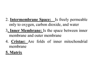 2. Intermembrane Space: Is freely permeable
only to oxygen, carbon dioxide, and water
3. Inner Membrane: Is the space between inner
membrane and outer membrane
4. Cristae: Are folds of inner mitochondrial
membrane
5. Matrix
 