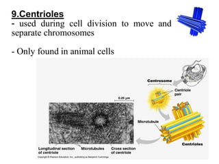 9.Centrioles
- used during cell division to move and
separate chromosomes
- Only found in animal cells
 