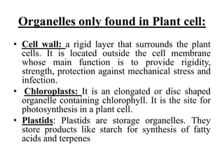 Organelles only found in Plant cell:
• Cell wall: a rigid layer that surrounds the plant
cells. It is located outside the cell membrane
whose main function is to provide rigidity,
strength, protection against mechanical stress and
infection.
• Chloroplasts: It is an elongated or disc shaped
organelle containing chlorophyll. It is the site for
photosynthesis in a plant cell.
• Plastids: Plastids are storage organelles. They
store products like starch for synthesis of fatty
acids and terpenes
 