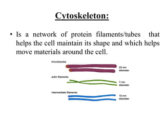 Cytoskeleton:
• Is a network of protein filaments/tubes that
helps the cell maintain its shape and which helps
move materials around the cell.
 