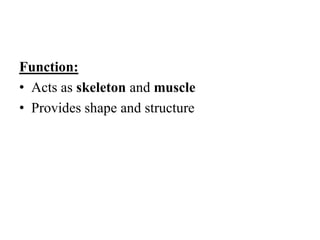 Function:
• Acts as skeleton and muscle
• Provides shape and structure
 