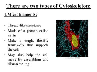 There are two types of Cytoskeleton:
• Thread-like structures
• Made of a protein called
actin
• Make a tough, flexible
framework that supports
the cell
• May also help the cell
move by assembling and
disassembling
1.Microfilaments:
 