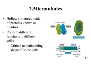 2.Microtubules
• Hollow structures made
of proteins known as
tubulins
• Perform different
functions in different
cells:
– Critical to maintaining
shape of some cells
 