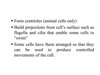  Form centrioles (animal cells only)
 Build projections from cell’s surface such as
flagella and cilia that enable some cells to
“swim”
 Some cells have them arranged so that they
can be used to produce controlled
movements of the cell.
 