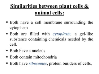Similarities between plant cells &
animal cells:
 Both have a cell membrane surrounding the
cytoplasm
 Both are filled with cytoplasm, a gel-like
substance containing chemicals needed by the
cell.
 Both have a nucleus
 Both contain mitochondria
 Both have ribosomes, protein builders of cells.
 