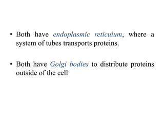 • Both have endoplasmic reticulum, where a
system of tubes transports proteins.
• Both have Golgi bodies to distribute proteins
outside of the cell
 