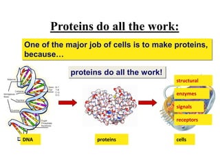 Proteins do all the work:
cellsDNA proteins
One of the major job of cells is to make proteins,
because…
proteins do all the work!
signals
structural
enzymes
receptors
 