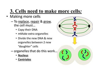 3. Cells need to make more cells:
• Making more cells
– To replace, repair & grow,
the cell must…
• Copy their DNA
• mMake extra organelles
• Divide the new DNA & new
organelles between 2 new
“daughter” cells
– organelles that do this work…
• Nucleus
• Centrioles
 