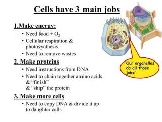 1.Make energy:
• Need food + O2
• Cellular respiration &
photosynthesis
• Need to remove wastes
2. Make proteins
• Need instructions from DNA
• Need to chain together amino acids
& “finish”
& “ship” the protein
3. Make more cells
• Need to copy DNA & divide it up
to daughter cells
Cells have 3 main jobs
Our organelles
do all those
jobs!
 