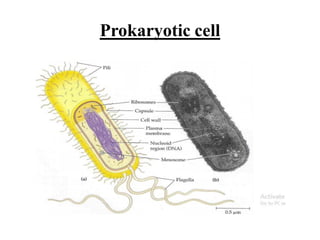 Prokaryotic cell
 