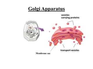 transport vesicles
vesicles
carrying proteins
Golgi Apparatus
Membrane sac
 