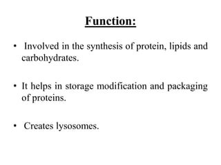 Function:
• Involved in the synthesis of protein, lipids and
carbohydrates.
• It helps in storage modification and packaging
of proteins.
• Creates lysosomes.
 