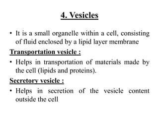 4. Vesicles
• It is a small organelle within a cell, consisting
of fluid enclosed by a lipid layer membrane
Transportation vesicle :
• Helps in transportation of materials made by
the cell (lipids and proteins).
Secretory vesicle :
• Helps in secretion of the vesicle content
outside the cell
 